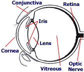 illustration of the internal anatomy of the eye