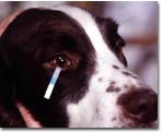 dog undergoing a Schirmer tear test