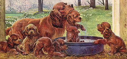 spaniel bath.jpg (111388 bytes)